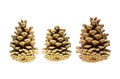 Three Christmas trees cones symmetrical on a white background, two large and middle in center, basefestive