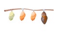 Three Chrysalises on Branch, vector design Generative AI Royalty Free Stock Photo