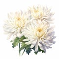 Chrysanthemum Watercolor Painting: White Diamond Flowers On White Background