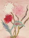 Three chrysanthemum, watercolours