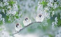 Three chubby little funny birds sparrows sitting on a branch of cherry blossoms with white buds in the may spring garden