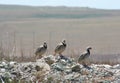 Three Chukars Royalty Free Stock Photo