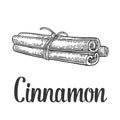 Three cinnamon sticks tied by rope. Vector black vintage engraved
