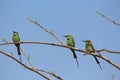 Three cinnamon throated bee eaters perched on a dried tree in the noon time looking towards their right keenly