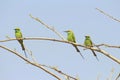 Three cinnamon throated bee eaters perched on a dried tree in the noon time looking towards their right keenly