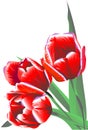 Three claret flowers tulips Royalty Free Stock Photo