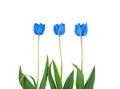 Three classic blue color Tulip flowers isolated on a white background. Royalty Free Stock Photo