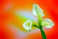 Three classic white calla lilies on abstract red orange gradient background Royalty Free Stock Photo