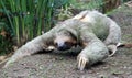 Three clawed sloth