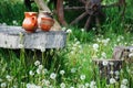 Three clay pots among dandelions