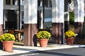 Three Clay Pots of Yellow Crysanthemums, Pillars Royalty Free Stock Photo