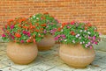 three clay pots on tiles in front of brick wall, pots full of Summer Impatiens flowers Royalty Free Stock Photo