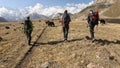 Three climbers with backpacks walk past a herd of yaks to Lenin Peak. View from the back. Beautiful summer mountain landscape