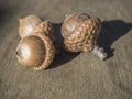 Three close up acorn on oak wooden desk Royalty Free Stock Photo