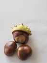 Three close up fresh horse chestnut on white background