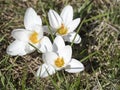 three close up macro pure white Crocus vernus. Spring flower on green leaves bokeh background, selective focus, top view