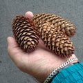 Three close-up Pine cone held by man hand