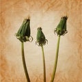 three closed dandelion flowers in rerto art background