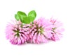 Three clover flower with leaves. Royalty Free Stock Photo