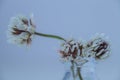 Three white clover flowers in a bottle Royalty Free Stock Photo