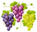 Three cluster of grapes Royalty Free Stock Photo
