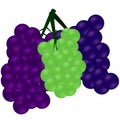 Three cluster of grapes