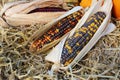 Three cobs of ornamental corn on a bed of straw Royalty Free Stock Photo