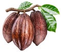 Three cocoa pods on the branch with green leaves. Conceptual photo