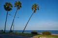 Three coconut palm trees on blue sky background Royalty Free Stock Photo