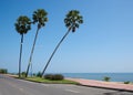 Three coconut palm trees on blue sky background