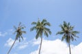 Three coconut palm trees with blue sky and white cloud in background.