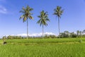 Three coconut palm trees on green rice terraces near Ubud in island Bali, Indonesia Royalty Free Stock Photo