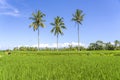 Three coconut palm trees on green rice terraces near Ubud in island Bali, Indonesia Royalty Free Stock Photo