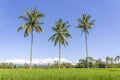 Three coconut palm trees on green rice terraces near Ubud in island Bali, Indonesia Royalty Free Stock Photo