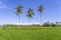 Three coconut palm trees on green rice terraces near Ubud in island Bali, Indonesia Royalty Free Stock Photo