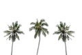 Three coconut palm trees isolated on white background. Royalty Free Stock Photo