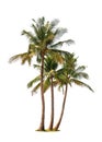 Three coconut palm trees