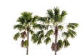 Three coconut palm trees isolated Royalty Free Stock Photo