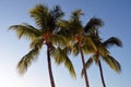 Three Coconut Palm Trees Royalty Free Stock Photo
