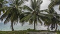 Three coconut palms grow on the shore.