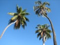 Three coconut trees