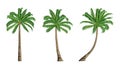 Three coconut trees isolated on white background Royalty Free Stock Photo