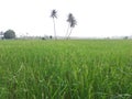 Three coconut trees in paddy field Royalty Free Stock Photo