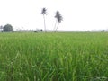 Three coconut trees in paddy field