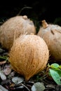 Three coconuts Royalty Free Stock Photo