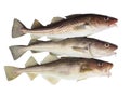 Three codfish