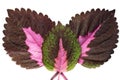 Three coleus leaves