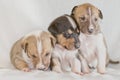 Three Collie puppies