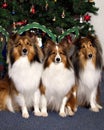 Three Collies in Front of a Christmas Tree