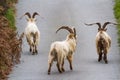 Wild mountain goat, feral showing horns amongst bracken